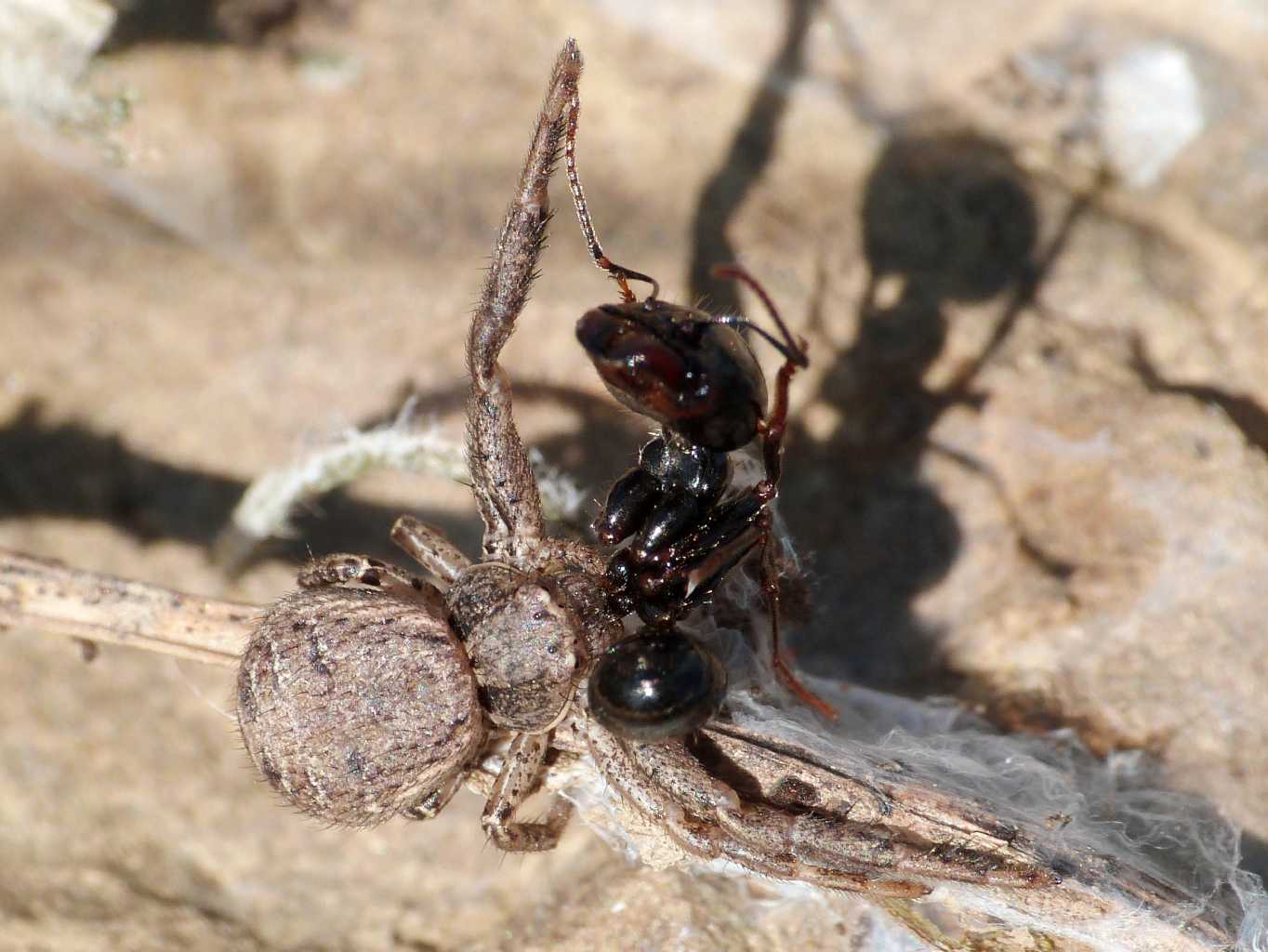 Giovane Xysticus sp. con Messor capitatus - Tolfa (RM)